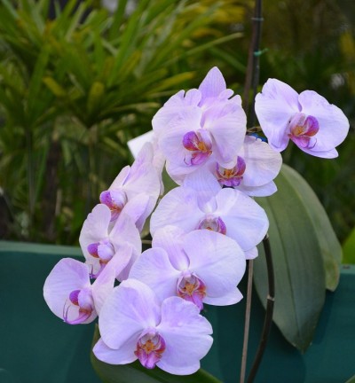 蝴蝶兰属兰花的花