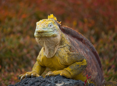 The land iguana sitting on the rocks.