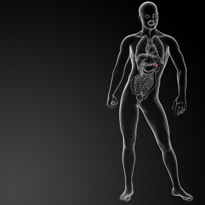 3d渲染肾上腺解剖-正面视图