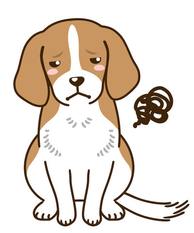 不满意小猎犬(红白相间)