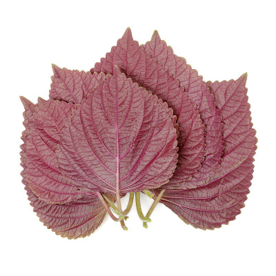 紫苏子(Shiso)叶
