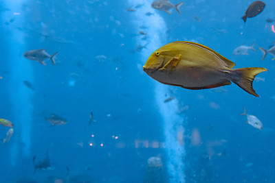 中国海南三亚市亚特兰蒂斯水族馆的条纹刺尾鱼(棘鳍刺尾鱼)或黄鳍刺尾鱼(黄鳍刺尾鱼)。