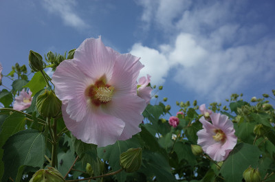 棉花Rosemallow