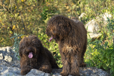 西班牙水犬