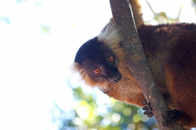 黑狐猴 (Eulemur macaco)
