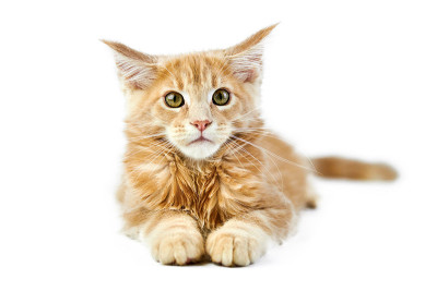 缅因猫，孤独