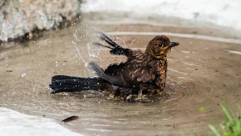 水盆