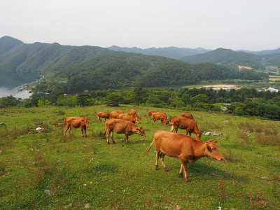 韩牛和牧场