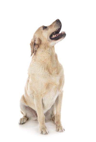 拉布拉多寻回犬
