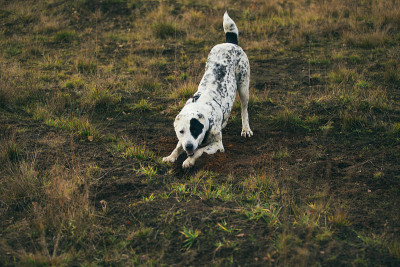 户外中亚牧羊犬肖像
