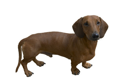 漂亮的小猎犬