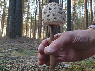 森林里的有毒蘑菇。未知的蘑菇。森林里的危险蘑菇。