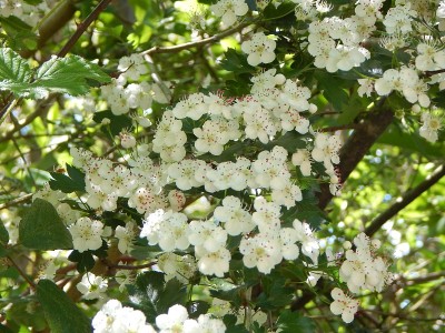 美丽的紫色苦樱桃花