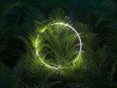植物与框架