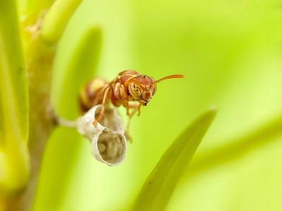 黄蜂