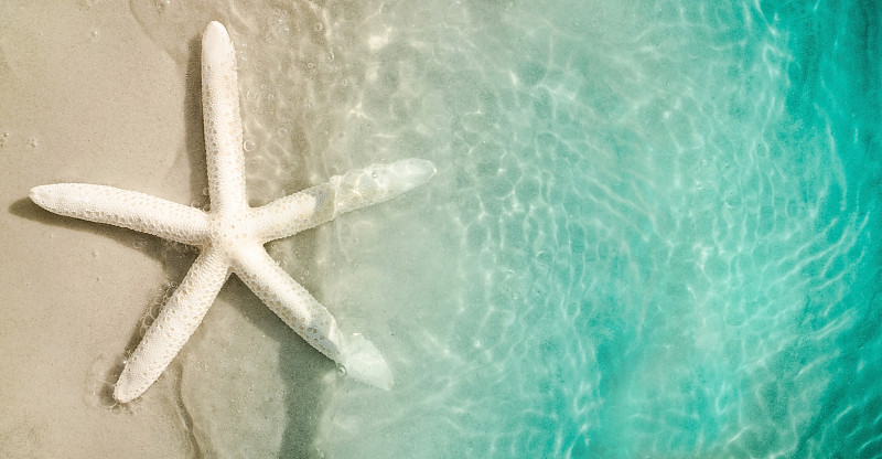 starfish on the summer beach with sand