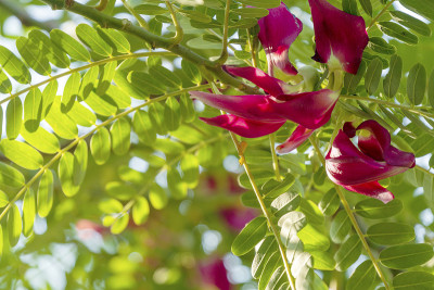 红蔬菜蜂鸟田菁(Sesbania greatflora desv)在自然背景的树上。