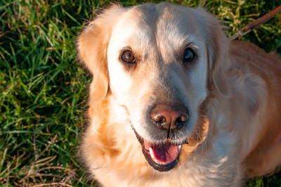 纯种金毛寻回犬的肖像