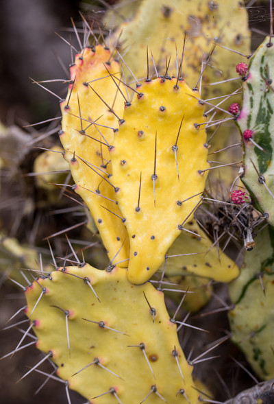 Opuntia ficus-indica