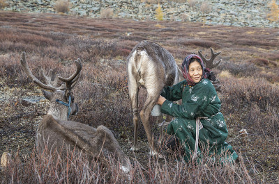 察坦妇女在给驯鹿挤奶