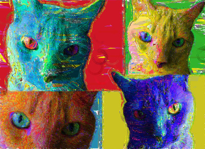 猫