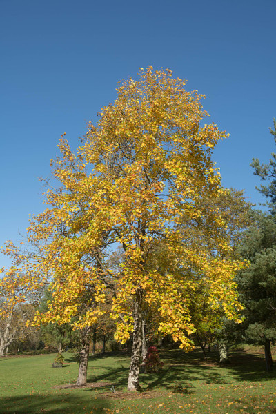 英国德文郡一棵中国鹅掌楸(Liriodendron chinense)的秋叶