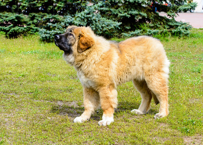 高加索牧羊犬小狗站着。