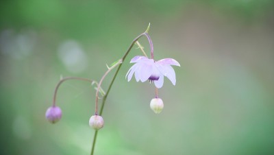 荷花在小雨中绽放