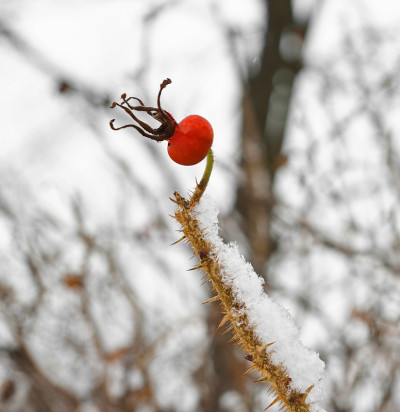 冬天雪地里的玫瑰