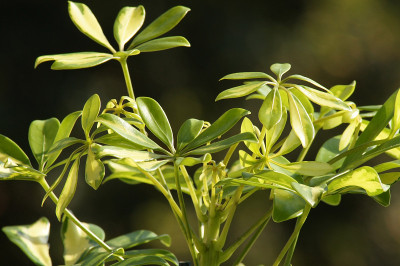 花盆里的Schefflera Arboricola