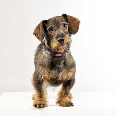 这是一只可爱的腊肠犬