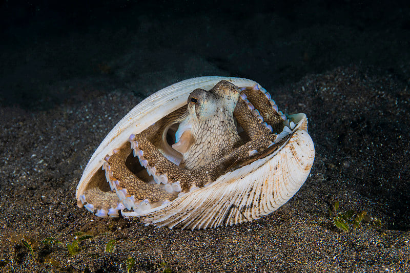 海贝和章鱼