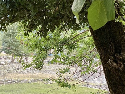树干和树枝