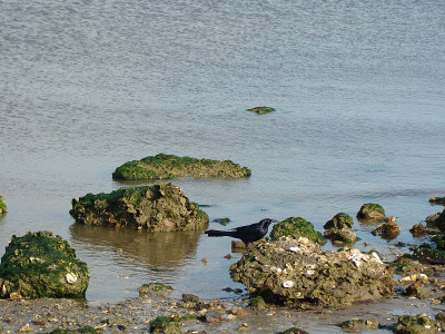 沿海海滩