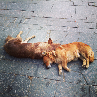 睡觉的狗。