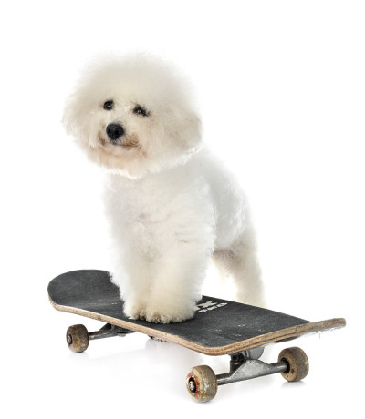 小卷毛比雄犬