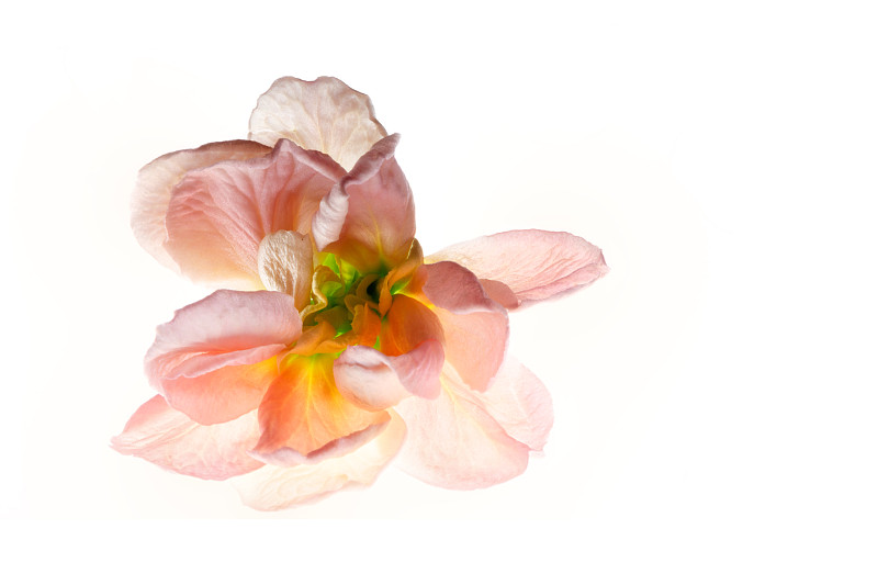 背光的花