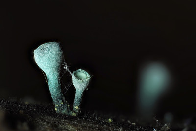 绿精灵杯(绿ciboria aeruginosa)是一种蘑菇在木材上