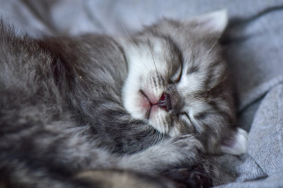 小猫