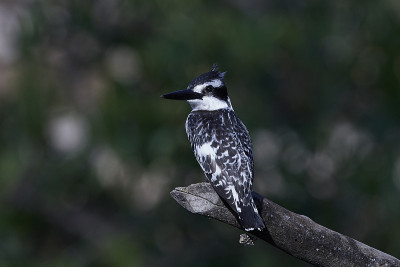 花衣魔笛手(Ceryle rudis)