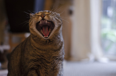 猫の大あくび
