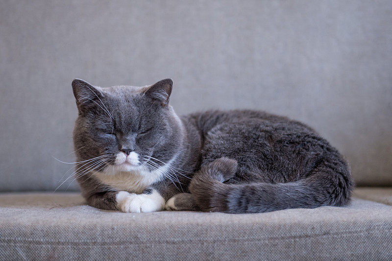 灰色英国短毛猫，室内