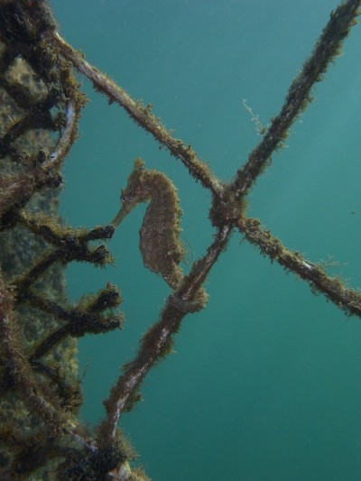 广角拍摄野生白海马，海马(海马白)对抗鲨鱼网在绿水的屈臣氏湾水池