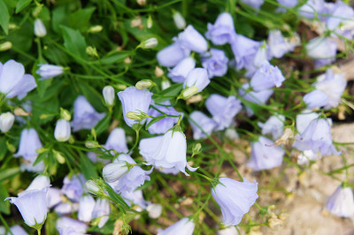 蓝色风铃花耳蜗奥利弗花