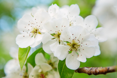 梨花在早春开花