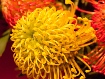 黄色leucadendron