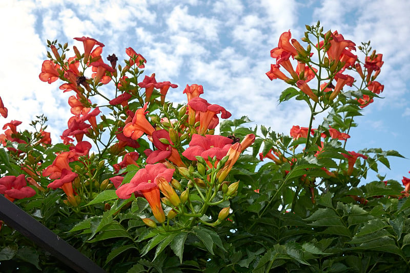 Campsis radicans