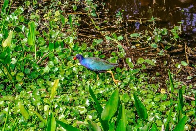 美国紫色gallinule
走在沼泽里