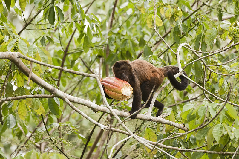 粗绒卷尾猴(Sapajus robustus)