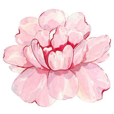 水彩手绘花粉红牡丹孤立在白色背景
